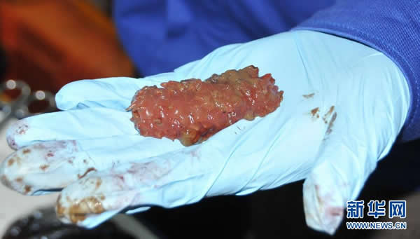 “蛟龙”号在南海海底采集到的红色海参