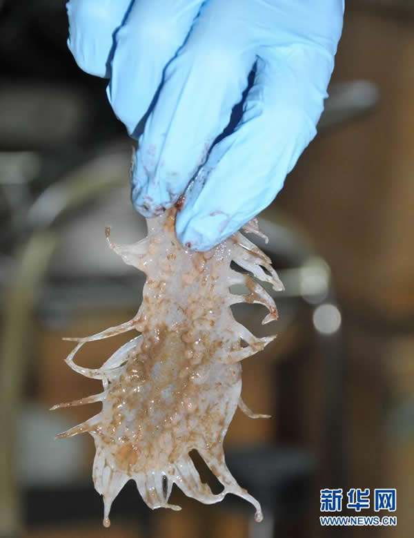 “蛟龙”号在南海海底采集到的白色海参
