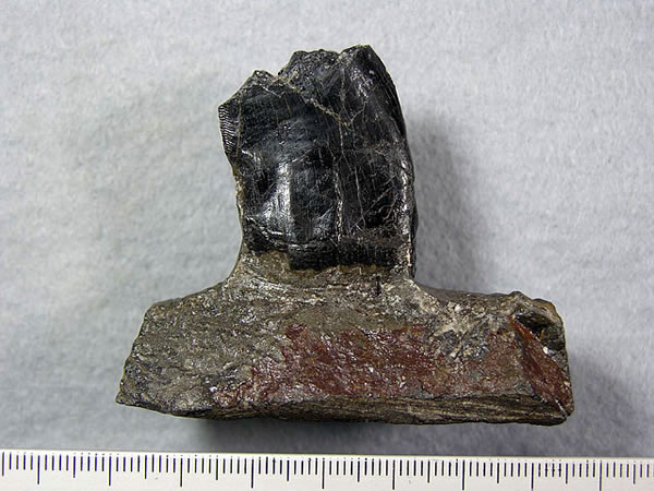 日本长崎半岛西海岸地区挖掘出大型食肉恐龙牙齿化石