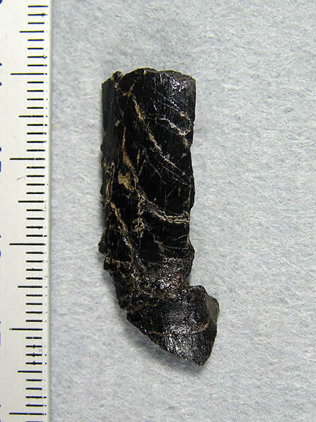 日本长崎半岛西海岸地区挖掘出大型食肉恐龙牙齿化石