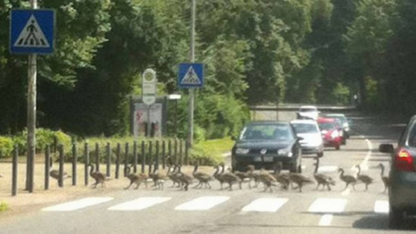 �¹�һȺ����߰����߹���·������ͣ���ȴ�