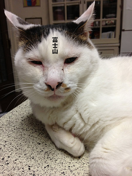日本一只名叫“羊羹”的老猫前额花纹酷似“富士山”