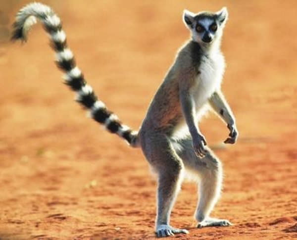 新研究发现撒哈马拉扎鼬狐猴能听懂鸟儿的报警鸣叫