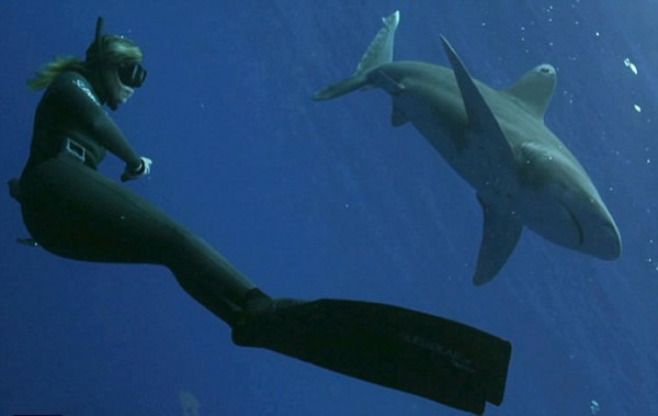 自然资源保护者与白鳍鲨在海中共舞
