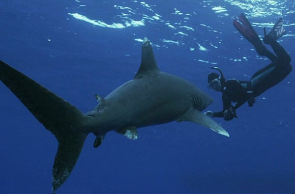 自然资源保护者与白鳍鲨在海中共舞