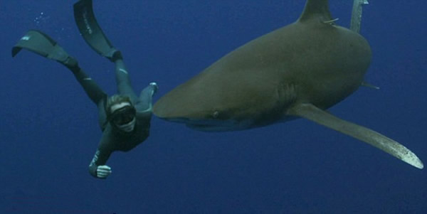自然资源保护者与白鳍鲨在海中共舞