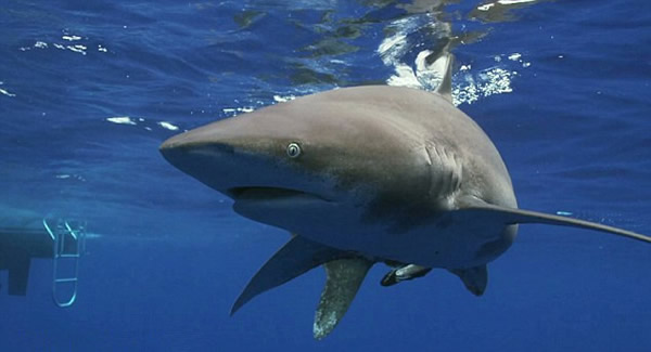 自然资源保护者与白鳍鲨在海中共舞