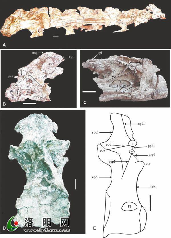汝阳云梦龙化石