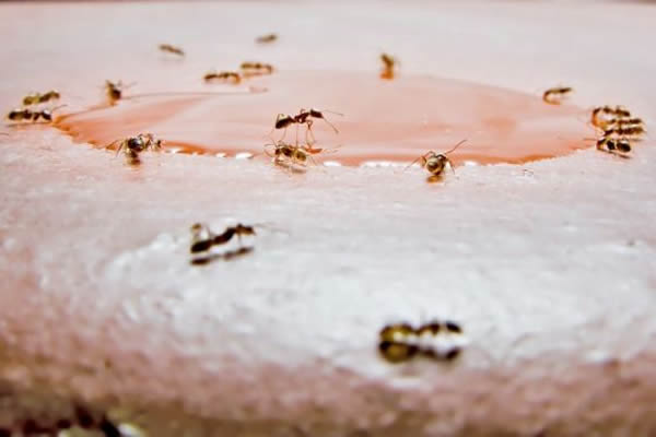 ����Ⱥ��Ϊ���о���Ϊ�������Ĺ���ѧ�о��ṩ����