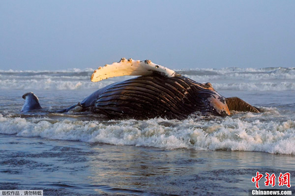 ��³��̲15�׳���ͷ����ǳ