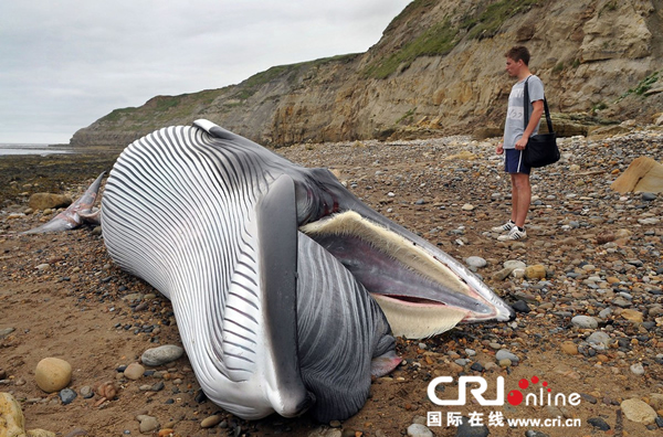 Ӣ��Լ�˿�˹�����޺�̲����С�뾨ʬ��