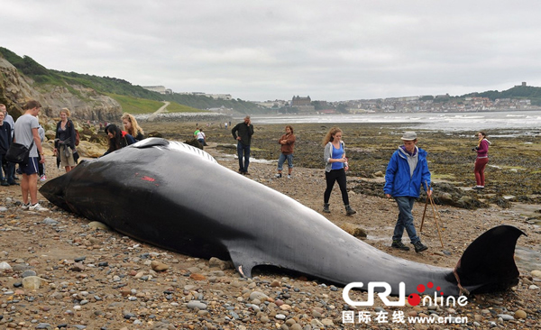 Ӣ��Լ�˿�˹�����޺�̲����С�뾨ʬ��