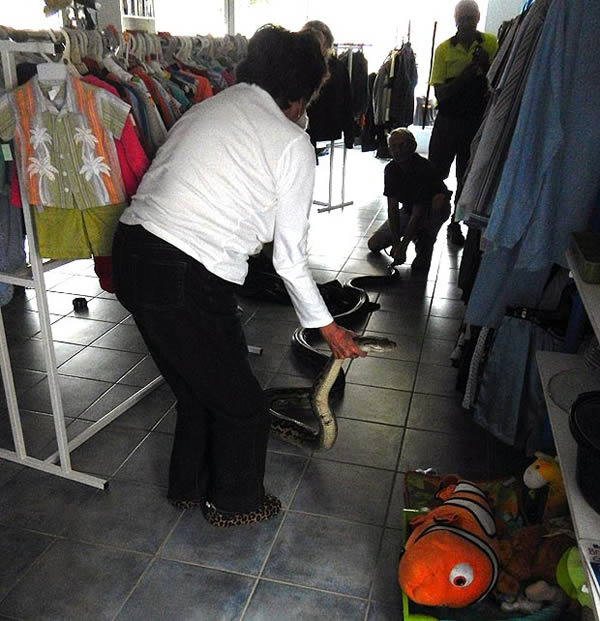 澳大利亚昆士兰州一个慈善商店被6米长巨蟒偷袭