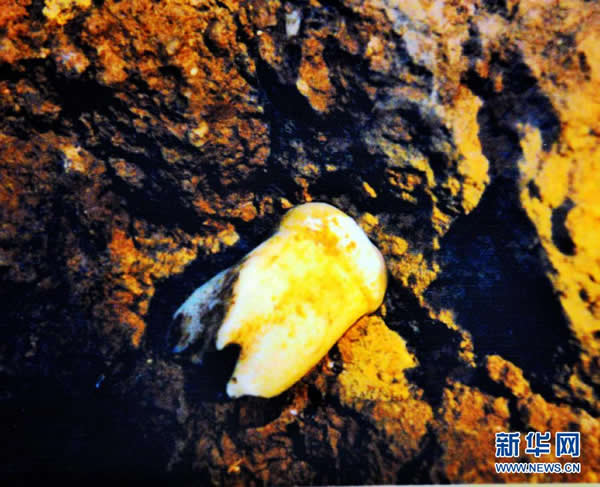 考古人员在么会洞发现的巨猿牙齿化石(2008年9月14日摄资料照片)