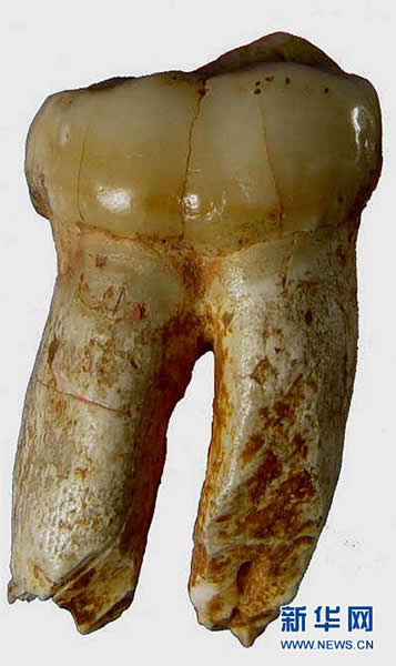 这是考古人员在么会洞挖掘、清洁后的巨猿化石(7月12日摄)