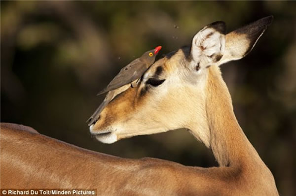 牛椋鸟帮助黑斑羚清理身体上的寄生虫