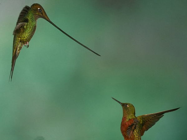 ��������񡰴�ս���������