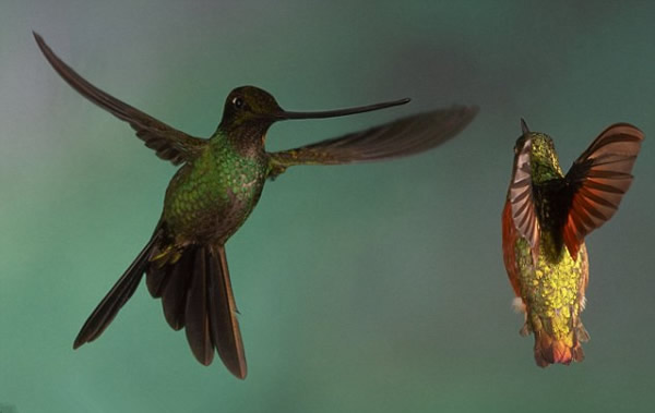 ��������񡰴�ս���������