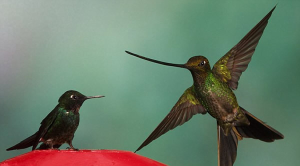 ��������񡰴�ս���������