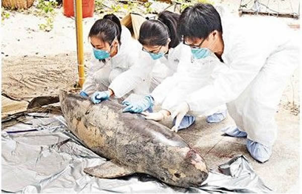 ��۾���ר�����³�ɳӾ̲���齭��ʬ�壬��������ֳ������һ����ά����