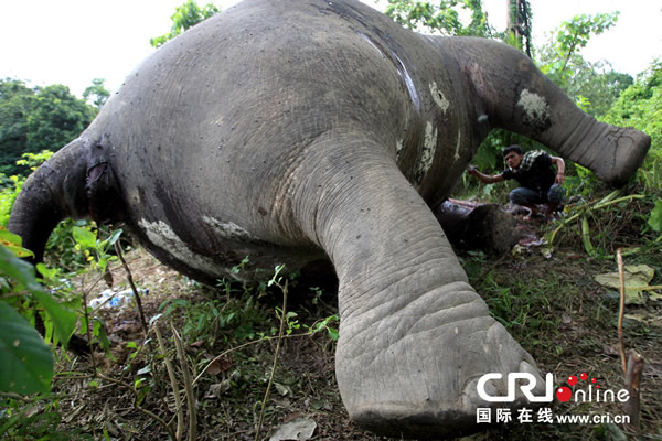 ӡ�����Ŵ�������ɱ������͵��