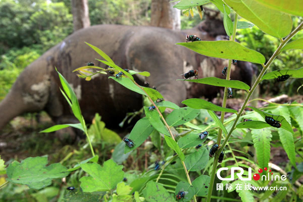 ӡ�����Ŵ�������ɱ������͵��