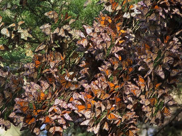 黑脉金斑蝶大迁移(加利福尼亚州、科罗拉多州和墨西哥)