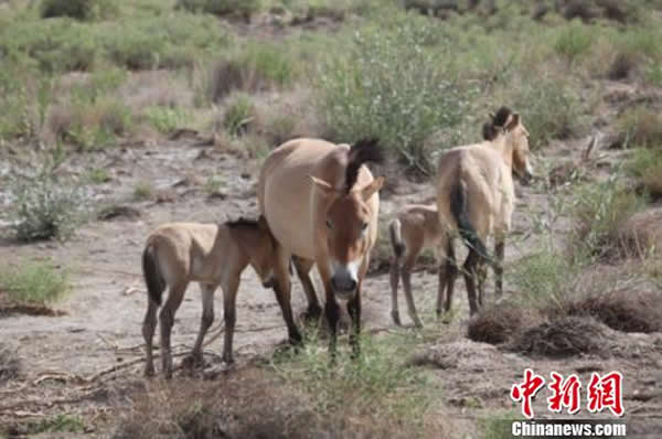 甘肃敦煌西湖国家级自然保护区放归普氏野马种群数量增至30匹