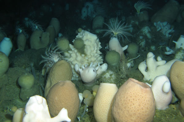 玻璃海绵获益于气候变化