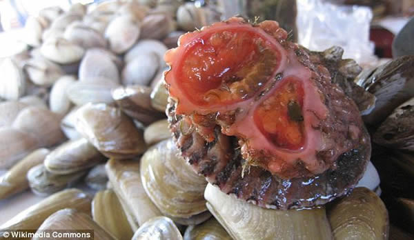 在智利和秘鲁的海边生活着一种怪异的剧毒海洋生物