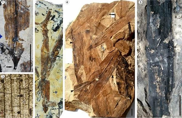 ӻʯ1-3Bambusium angustifolia4Bambusium latifolia5Bambusiculmus angustu