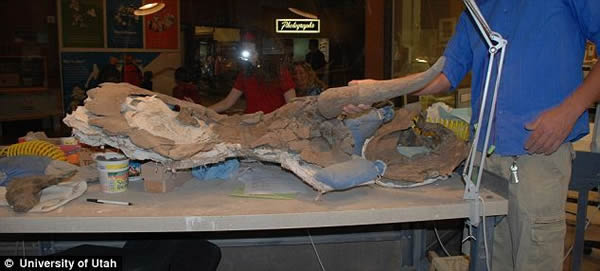 美国发现7600万年前新种恐龙化石——“大鼻角龙”