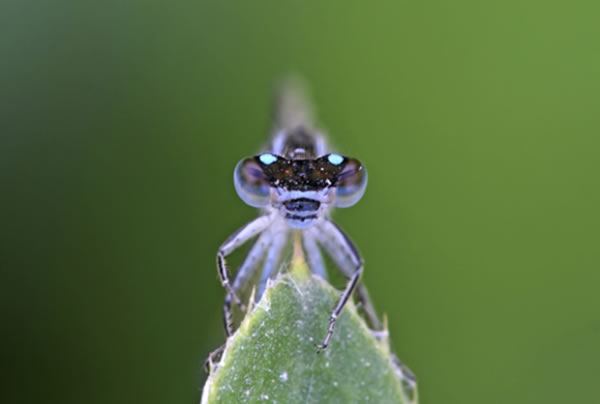 科学家根据宇宙环境和生物学线索,对外星人容貌做出推测。