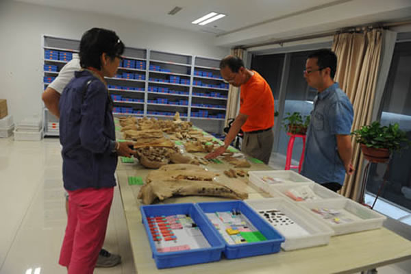 来访专家(谢飞)查看乌兰木伦遗址出土的部分骨骼化石标本