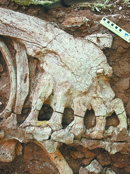 丽水寻“龙”记