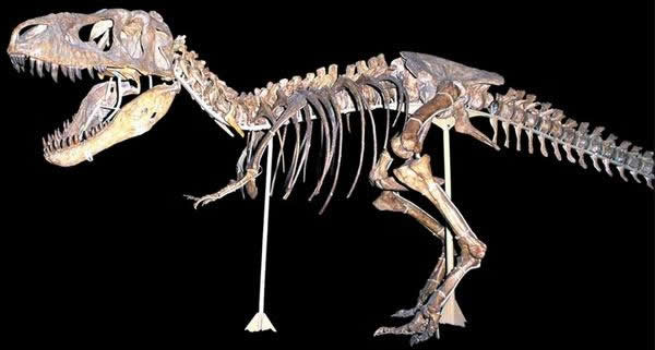 恐龙不是冷血动物