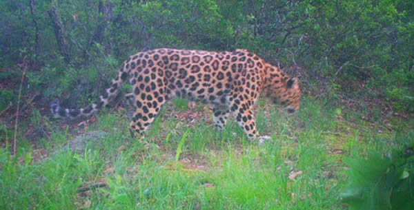 黑龙江省近30年来首次拍摄到野生东北豹的实体影像