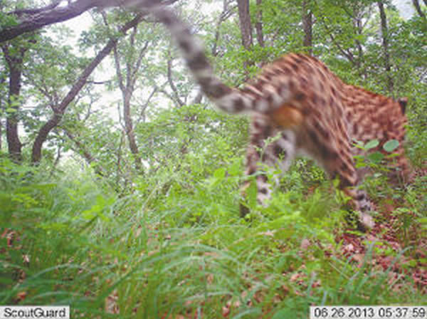 黑龙江省近30年来首次拍摄到野生东北豹的实体影像