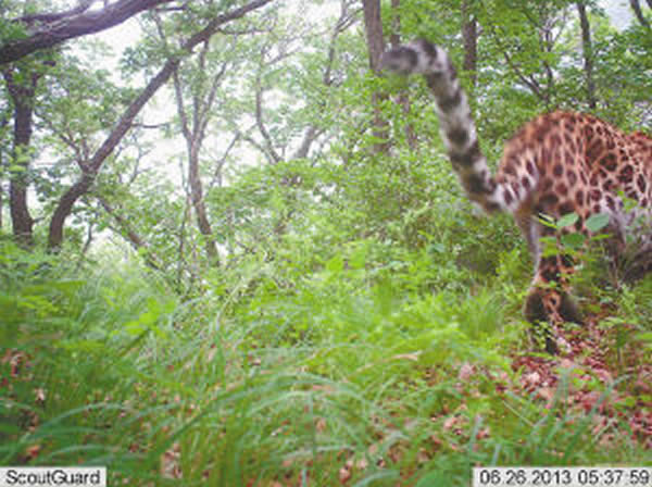 黑龙江省近30年来首次拍摄到野生东北豹的实体影像