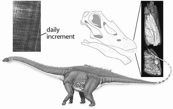 两种恐龙在牙齿形状和换牙频率上的差异使其能够共存