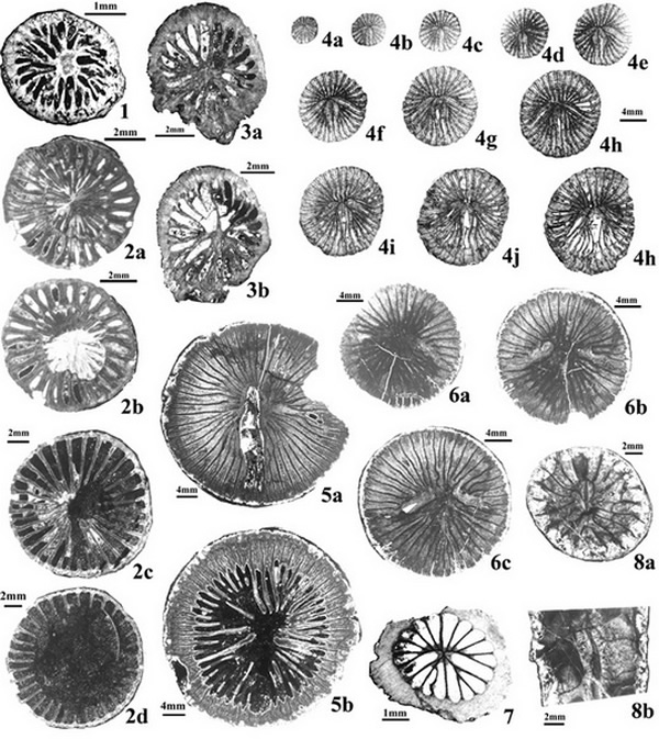 产自云南保山、泰国及悉尼盆地的小型单体无鳞板珊瑚