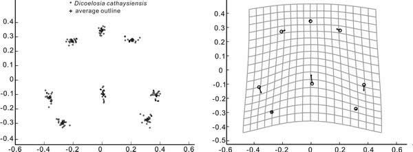 华南奥陶纪末大灭绝后腕足动物个体发育研究取得新进展