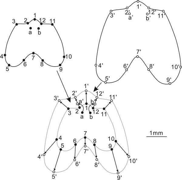 华南奥陶纪末大灭绝后腕足动物个体发育研究取得新进展