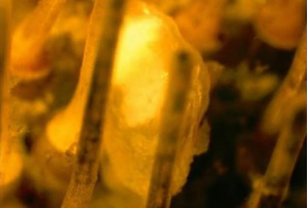 Waldo arthuri在一只海胆的尖刺上爬行