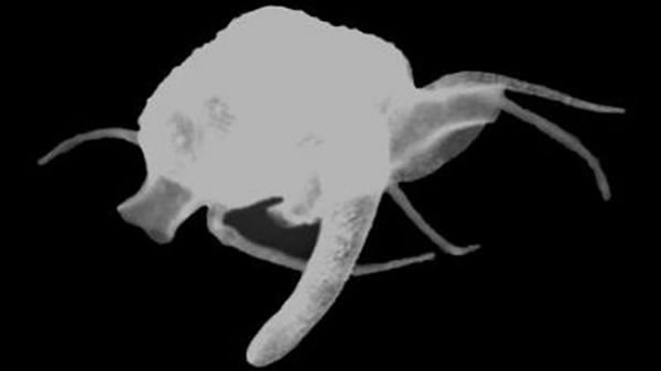 触手和脚让Waldo arthuri看起来就像是外星生物