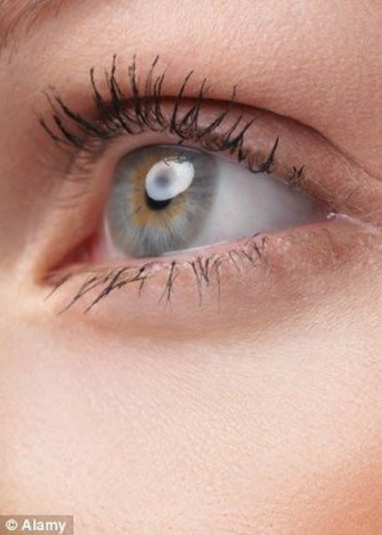 Ӣ����ѧ�ҳɹ����������ϸ������������Ĥ������������������Ĥ����ȡ�ĸ�״ϸ���ָ�����������������Ϊ�����Ʒ�����5����������໼��