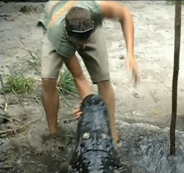 美国佛罗里达州野生动物保护区鳄鱼拖训练员入水