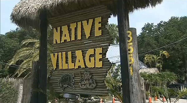 美国佛罗里达州野生动物保护区鳄鱼拖训练员入水