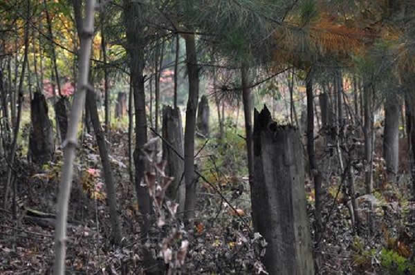 “空中怪车”造成的像这样断树桩,一共4片,400多亩