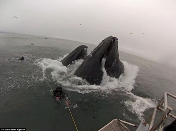 2ͷ��ͷ��ͻȻԾ��ˮ�棬һ�Ե�ǱˮԱ��㱻�̡�